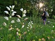 16 Prati fioriti anche di Cephalantera longifloia (Cefalantera maggiore)